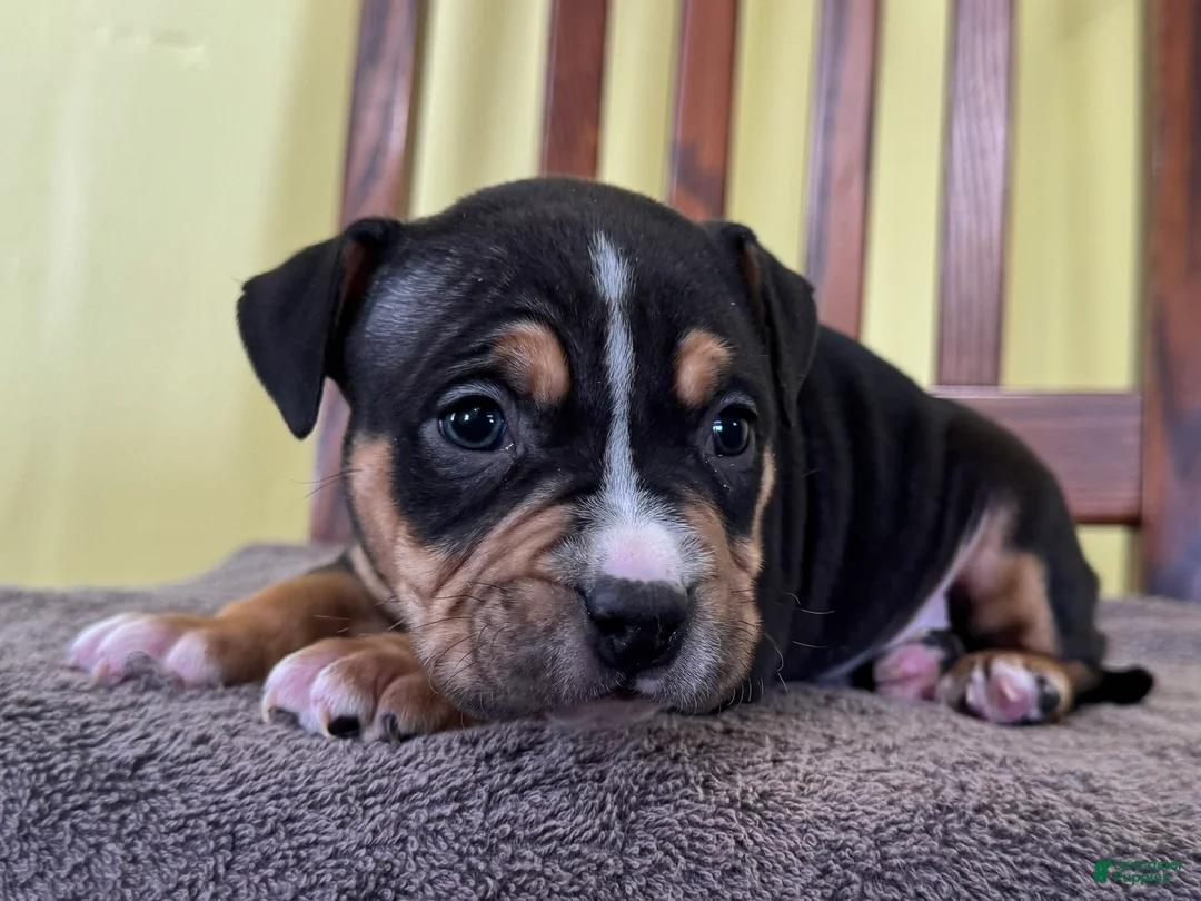 American Bully dogs for sale: Eli - Ad 2