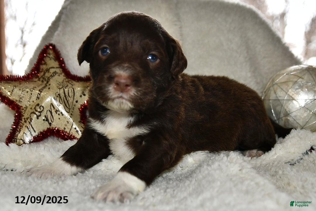 Portuguese Water Dog dogs for sale: Dusky - Ad 4