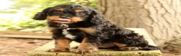 Cavapoo dogs for sale: Stanley - Ad 6
