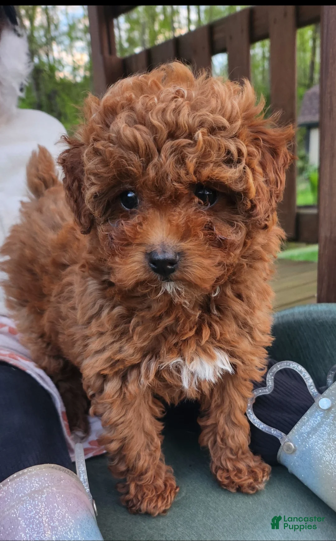 Mixed Breed dogs for sale: Zuma - Ad 2