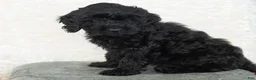 Goldendoodle dogs for sale: Daisy - Ad 7