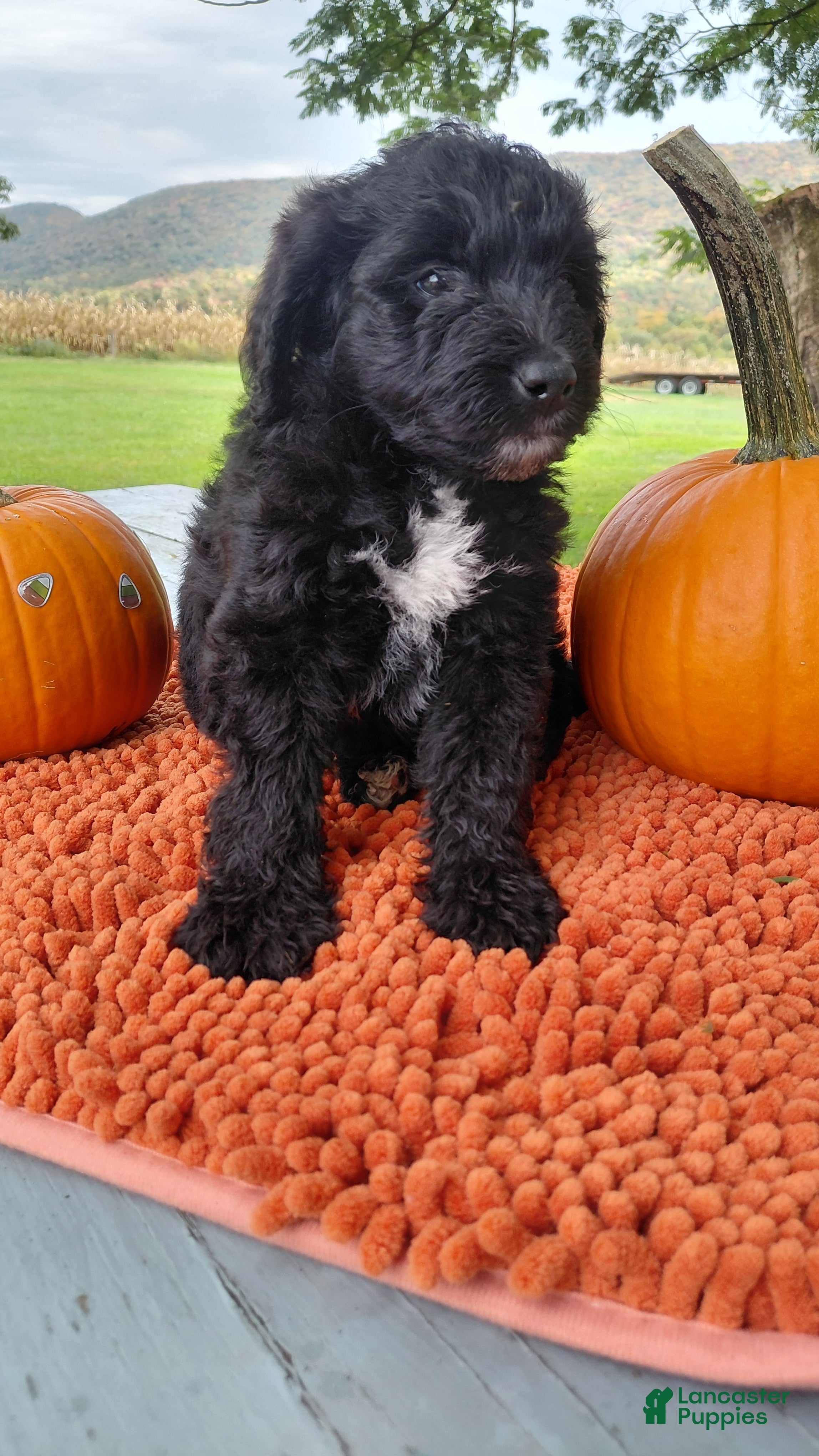 Mini Goldendoodle dogs Mountain Goldendoodle - Henry - Ad 2