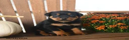 Rottweiler dogs for sale: Parker  - Ad 3