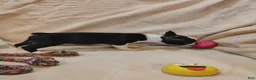 Boston Terrier dogs for sale: Boston Terrier 3 - Ad 6