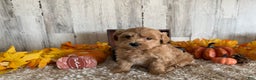 Maltipoo dogs for sale: Ozzy - Ad 18