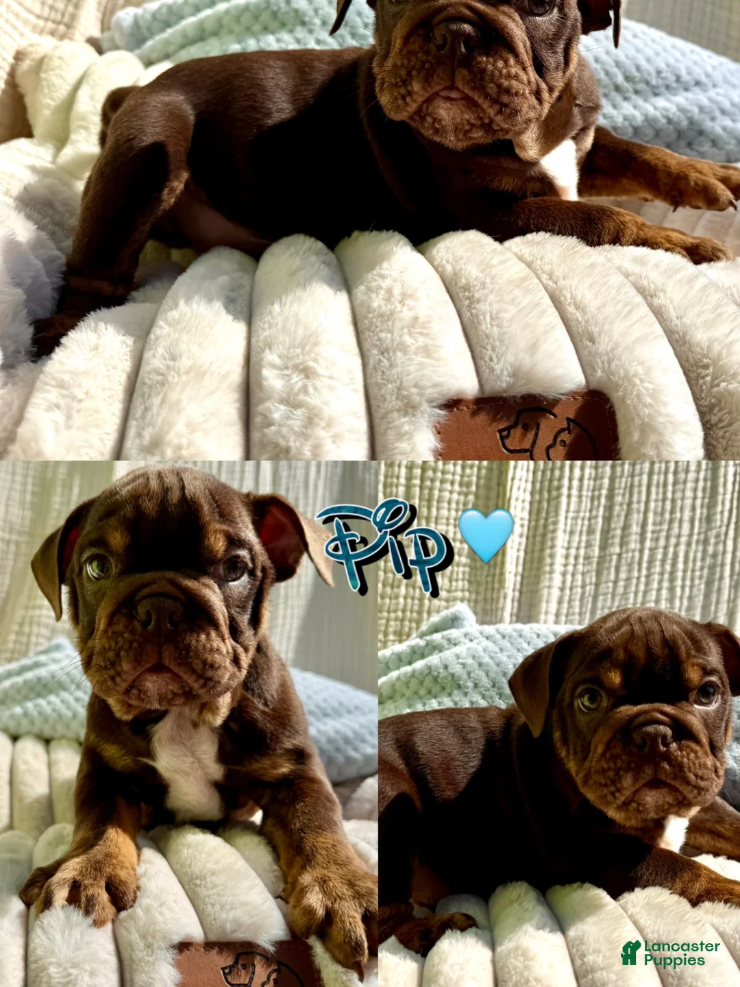 English Bulldog dogs for sale: Pip - Ad 2