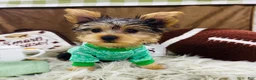 Yorkshire Terrier dogs for sale: Snickers - Ad 3