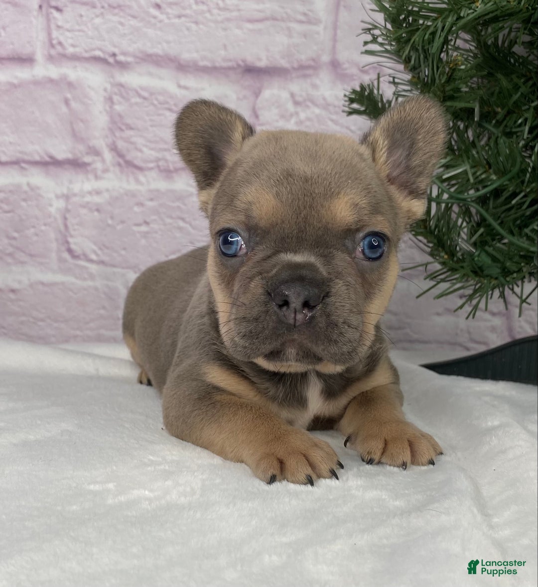 French Bulldog dogs for sale: Mitchell  - Ad 7