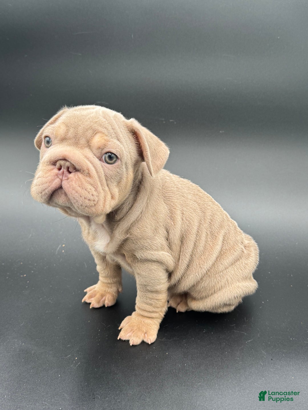 French Bulldog dogs for sale: French Bulldog Puppy 2 - Ad 4