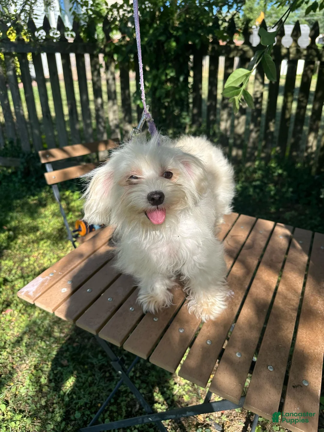 Maltese dogs for sale: Maltese 3 - Ad 9