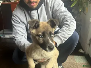 Gerberian Shepsky dogs Gerberian Shepsky Puppy 5 - Ad 21