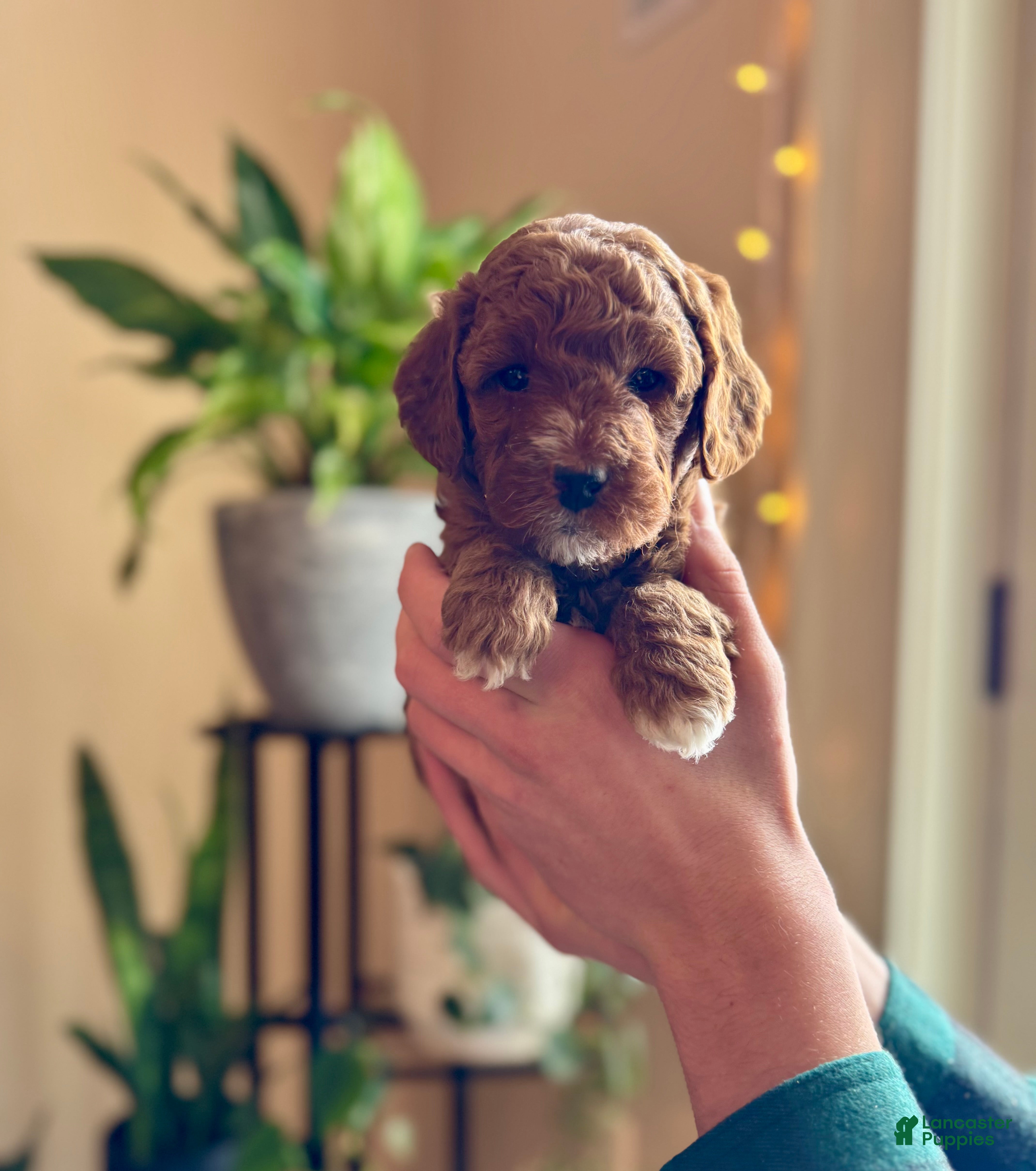 Mini Goldendoodle dogs Cooper  - Ad 22