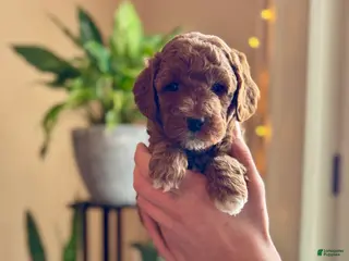 Mini Goldendoodle dogs Cooper - Ad 22