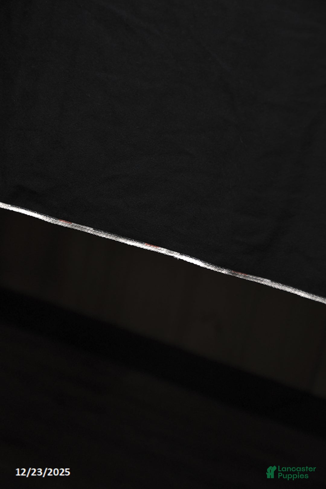 Toy Poodle dogs for sale: Kaden - Ad 5