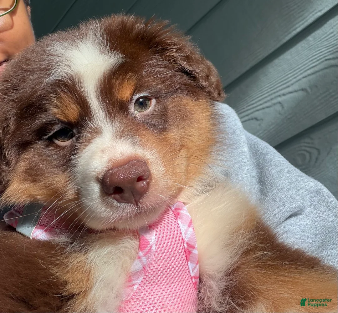 Australian Shepherd dogs for sale: Penny - Ad 2