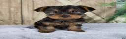 Yorkshire Terrier dogs for sale: Saige - Ad 7