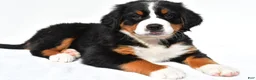 Bernese Mountain Dog dogs for sale: Paige - Ad 1