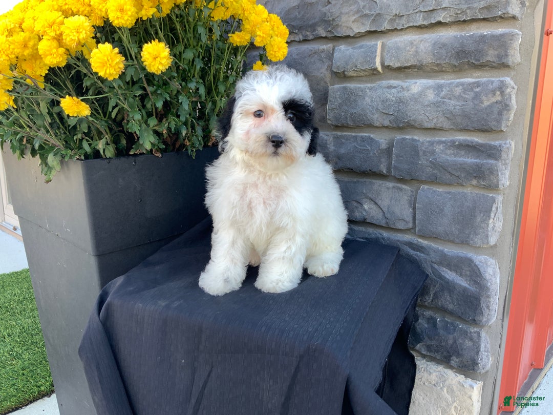 Mixed Breed dogs for sale: Cody - Ad 2