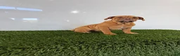 Olde English Bulldogge dogs for sale: Nancy - Ad 5