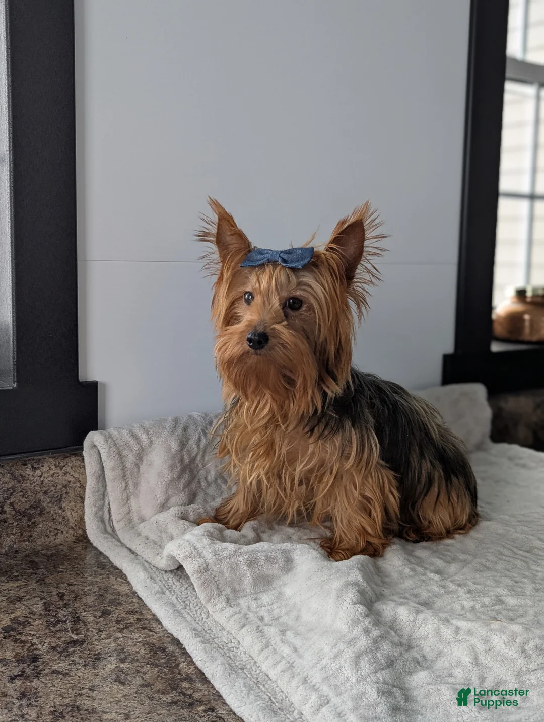 Yorkshire Terrier dogs for sale: Dutchess  - Ad 14