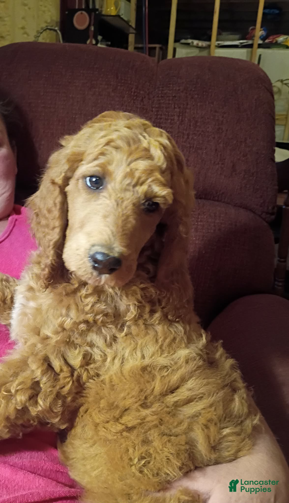 Standard Poodle dogs REDUCED Standard Poodle Puppy 1 - Ad 20