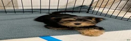Morkie dogs for sale: Polo - Ad 12