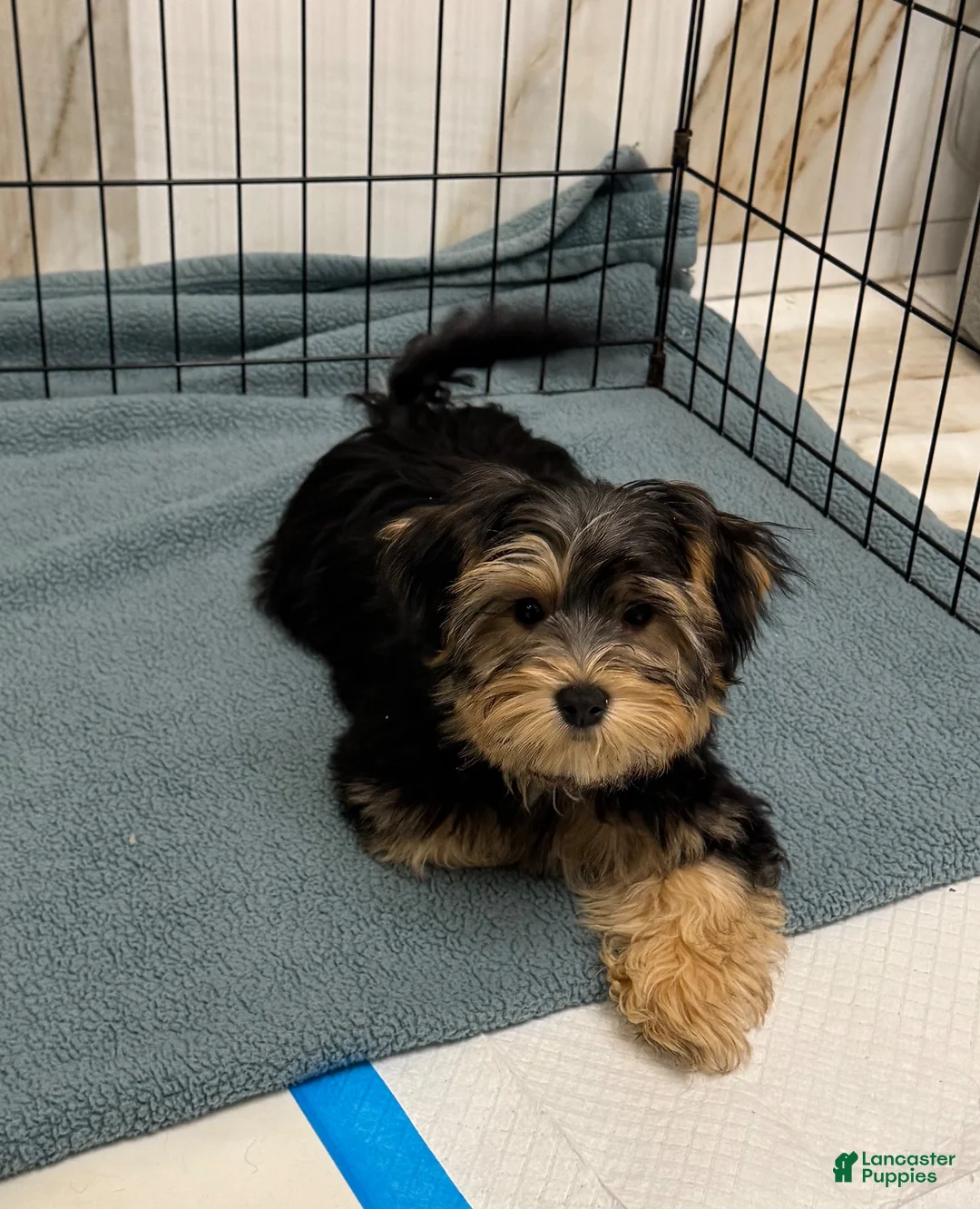 Morkie dogs for sale: Polo - Ad 12