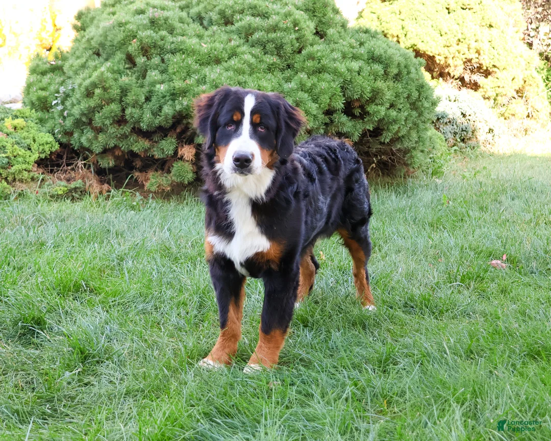 Bernese Mountain Dog dogs for sale: Cinderella - Ad 9