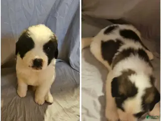 Saint Bernard dogs Saint Bernard 12 - Ad 16