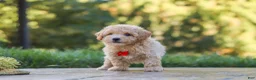 Maltipoo dogs for sale: Archie - Ad 3