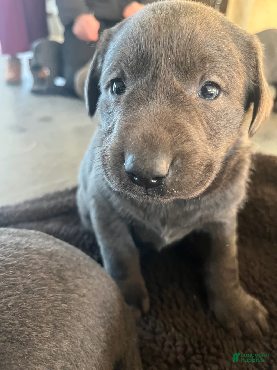 Labrador Retriever dogs for sale: Roscoe - Ad 1