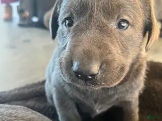 Labrador Retriever dogs Roscoe - Ad 2