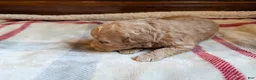 Mini Goldendoodle dogs for sale: Cassie - Ad 2