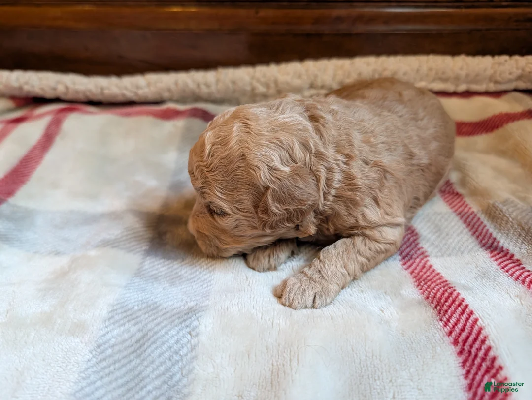 Mini Goldendoodle dogs for sale: Cassie - Ad 2