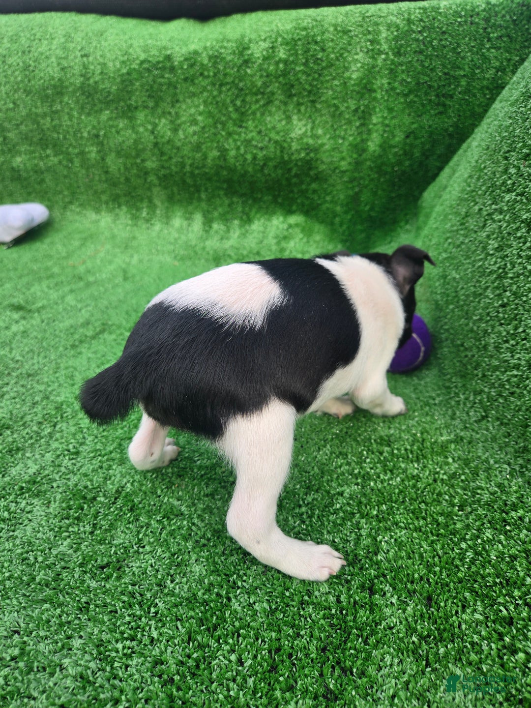 Jack Russell Terrier dogs for sale: Jack Russell Terrier Puppy 3 - Ad 4