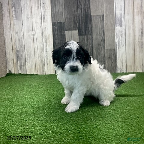 Maltipoo dogs Wanda - Ad 4