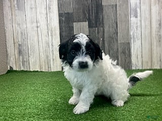 Maltipoo dogs Wanda - Ad 9