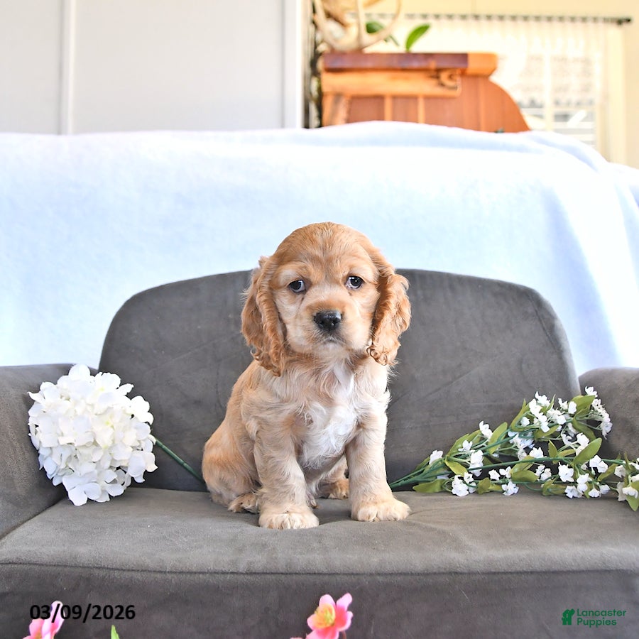 English Cocker Spaniel dogs Wylie - Ad 1