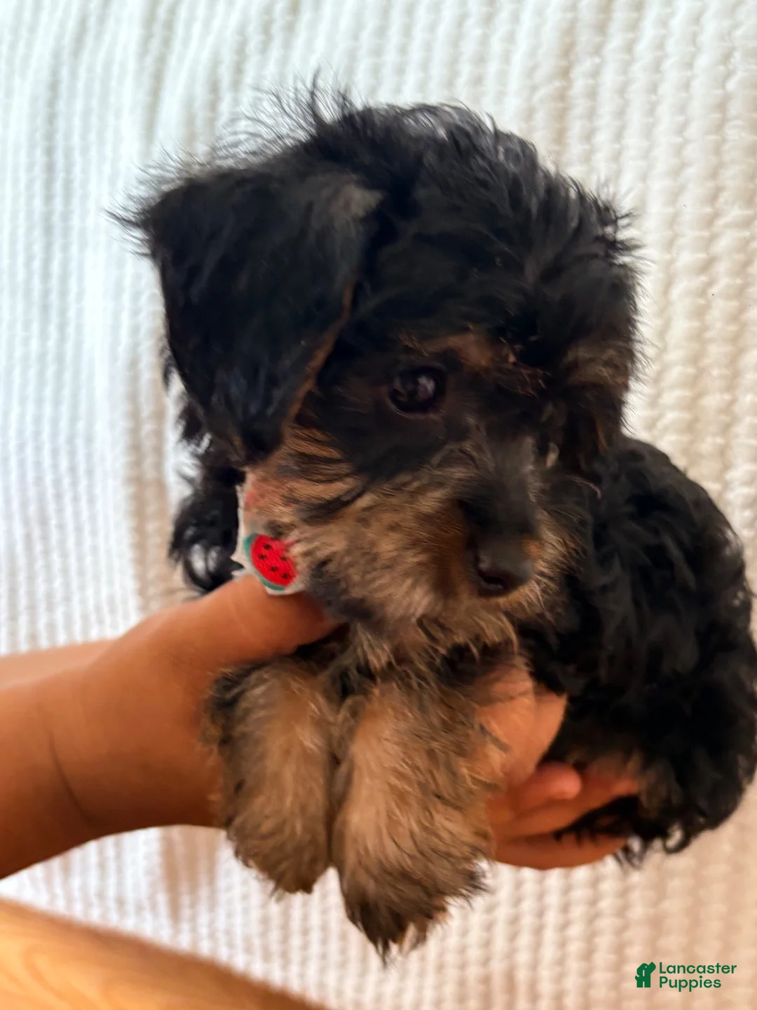 Yorkiepoo dogs for sale: Yorkiepoo - Ad 26