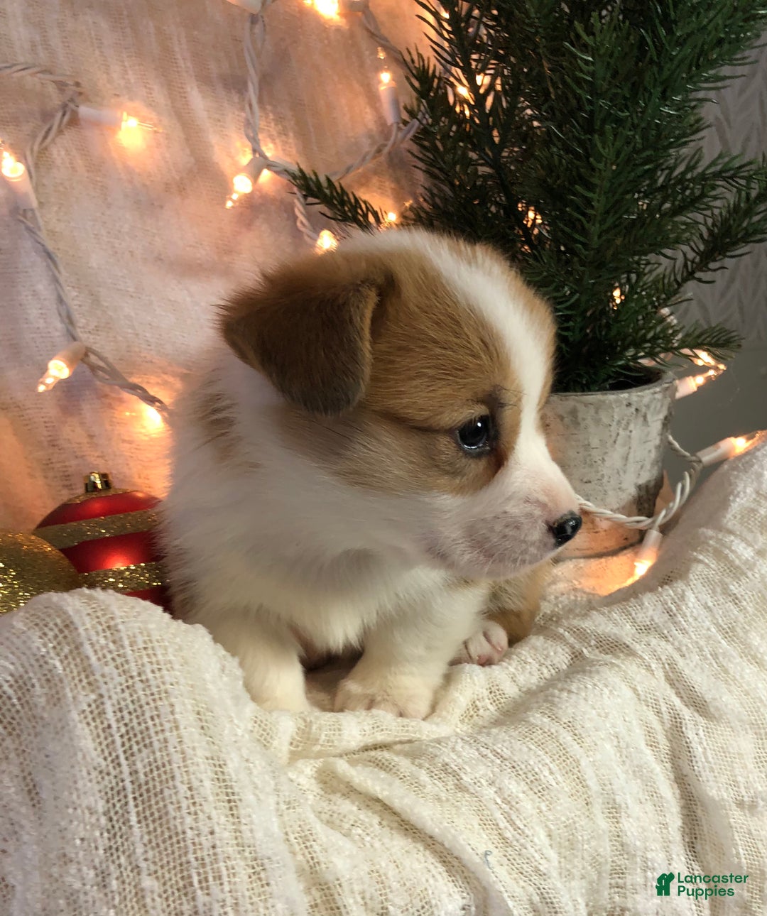 Welsh Corgi Pembroke dogs for sale: Star - Ad 7