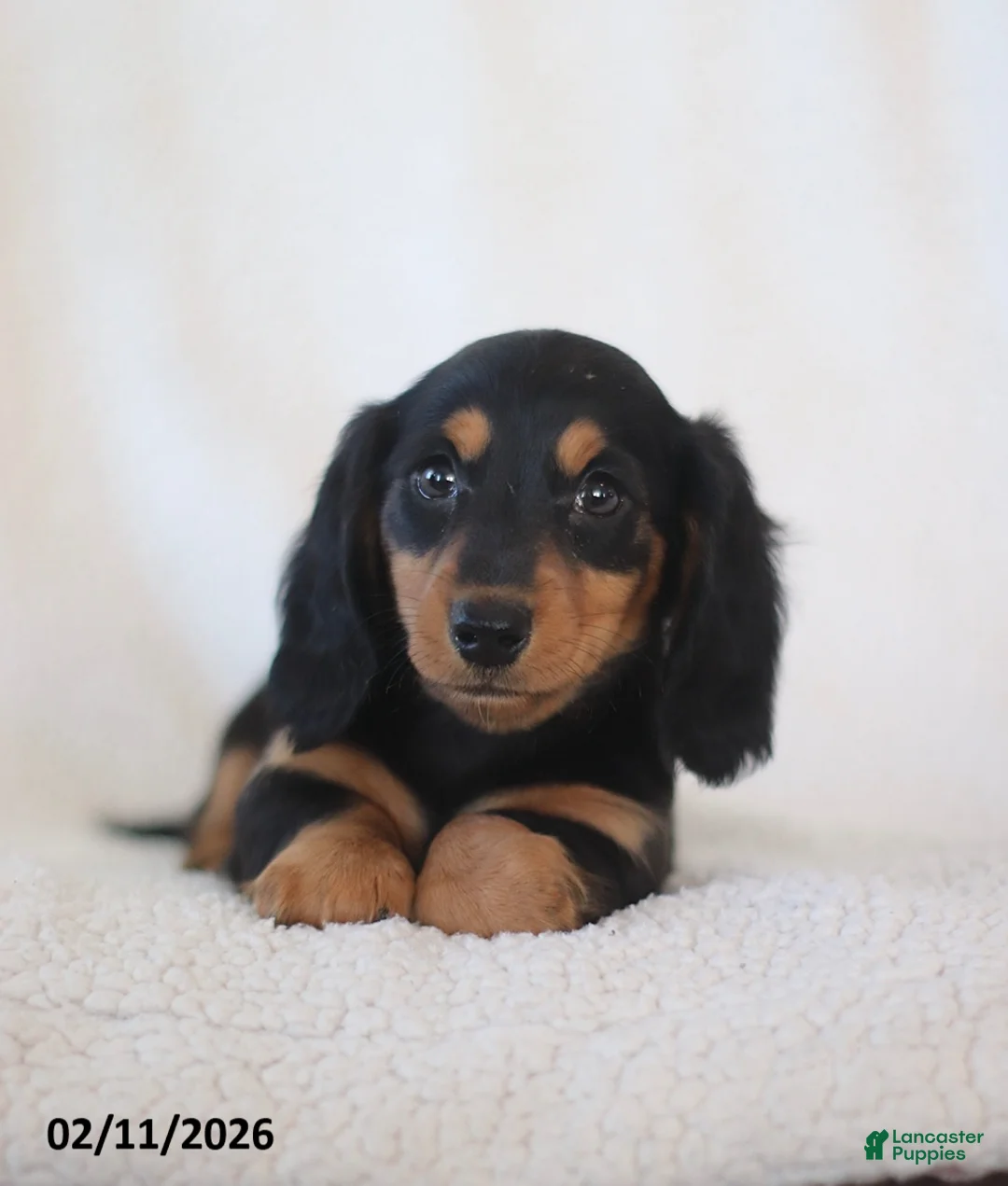 Miniature Dachshund dogs for sale: Lance  - Ad 5