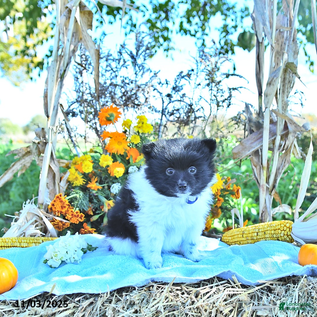 Mixed Breed dogs for sale: Dixon - Ad 2