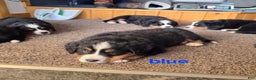 Bernese Mountain Dog dogs for sale: Blue - Ad 2