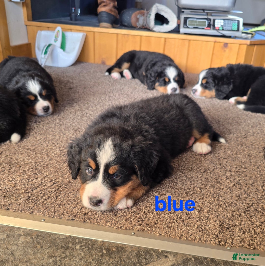 Bernese Mountain Dog dogs for sale: Blue - Ad 2