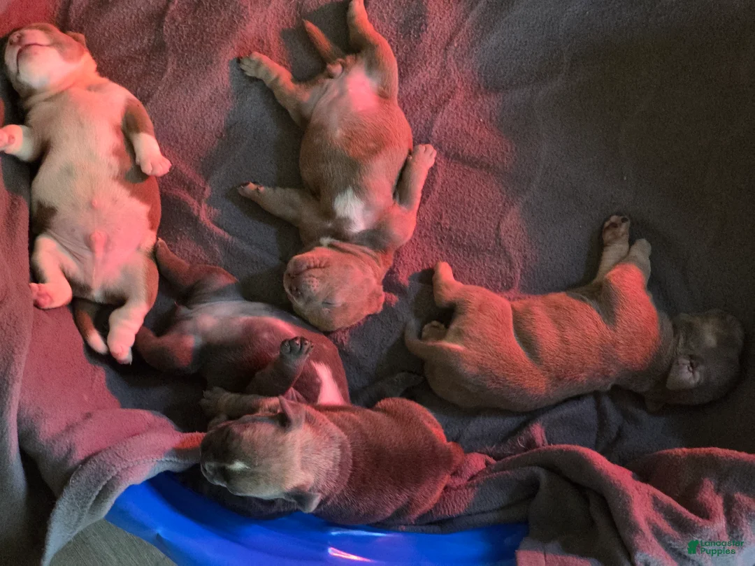 American Bully dogs for sale: American Bully 4 - Ad 2