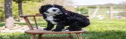Sheepadoodle dogs for sale: Lily - Ad 3