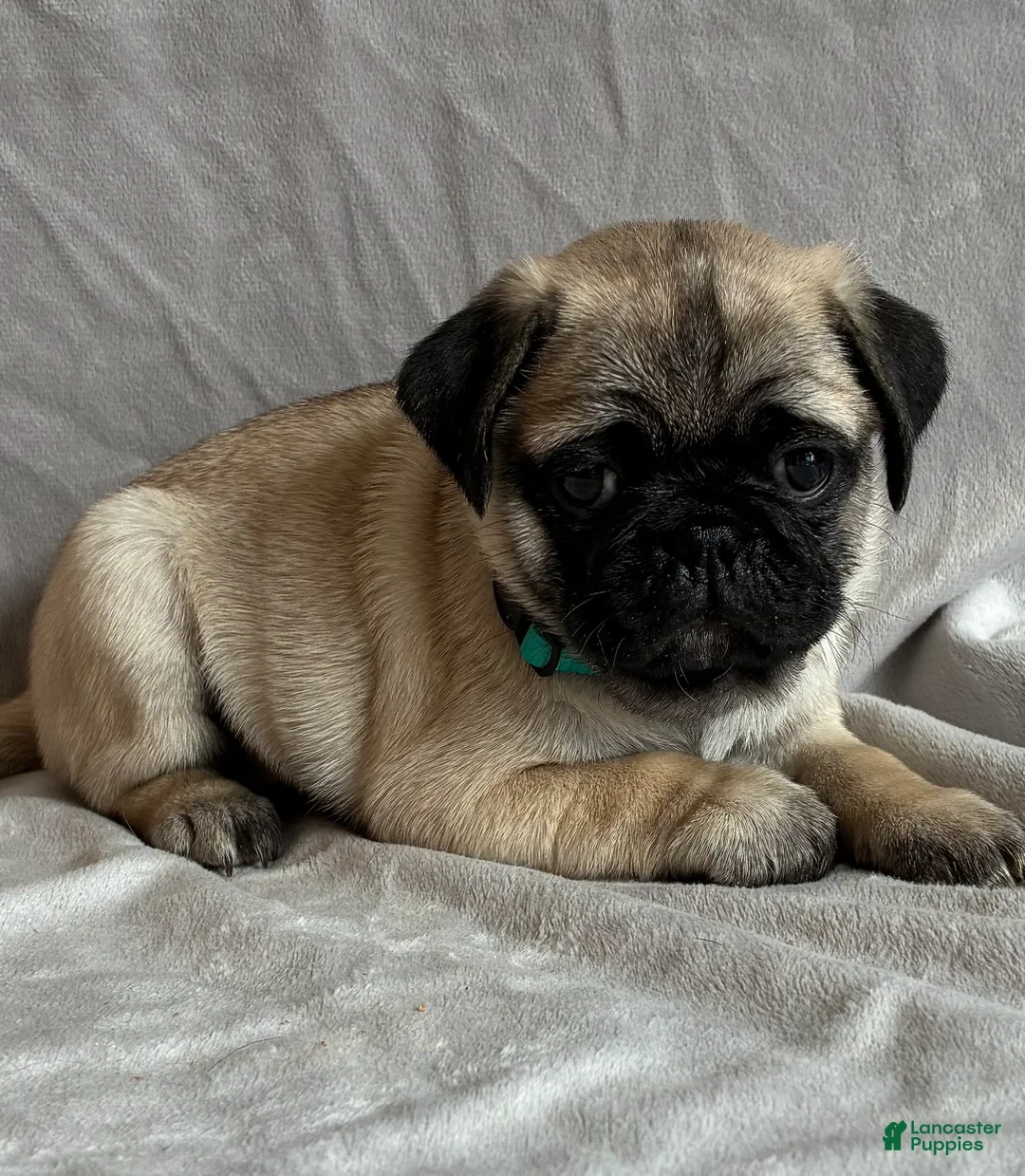 Pug dogs for sale: Toby - Ad 7