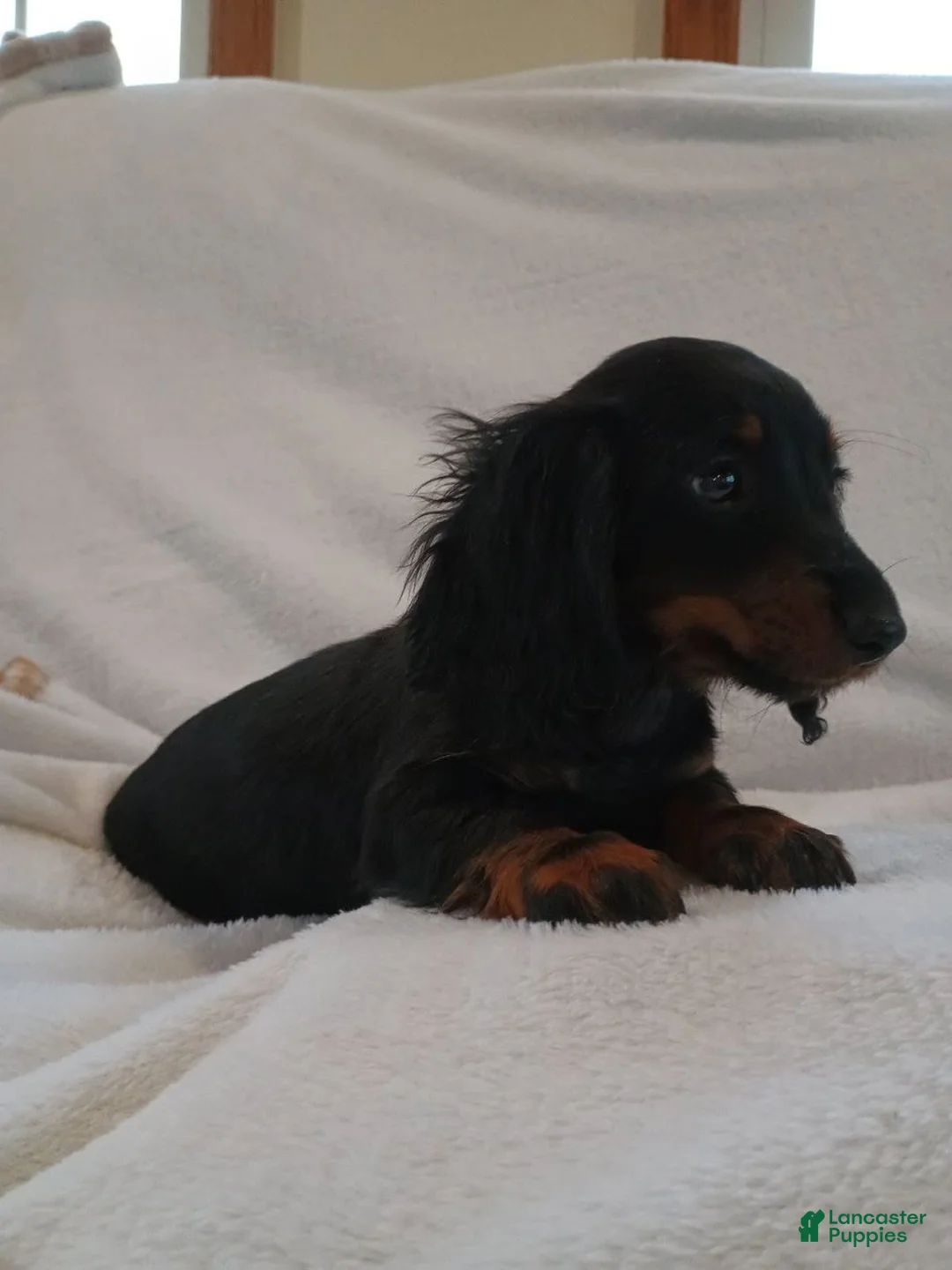 Miniature Dachshund dogs for sale: Candy  - Ad 2
