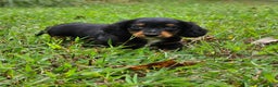 Miniature Dachshund dogs for sale: Rhonda  - Ad 7