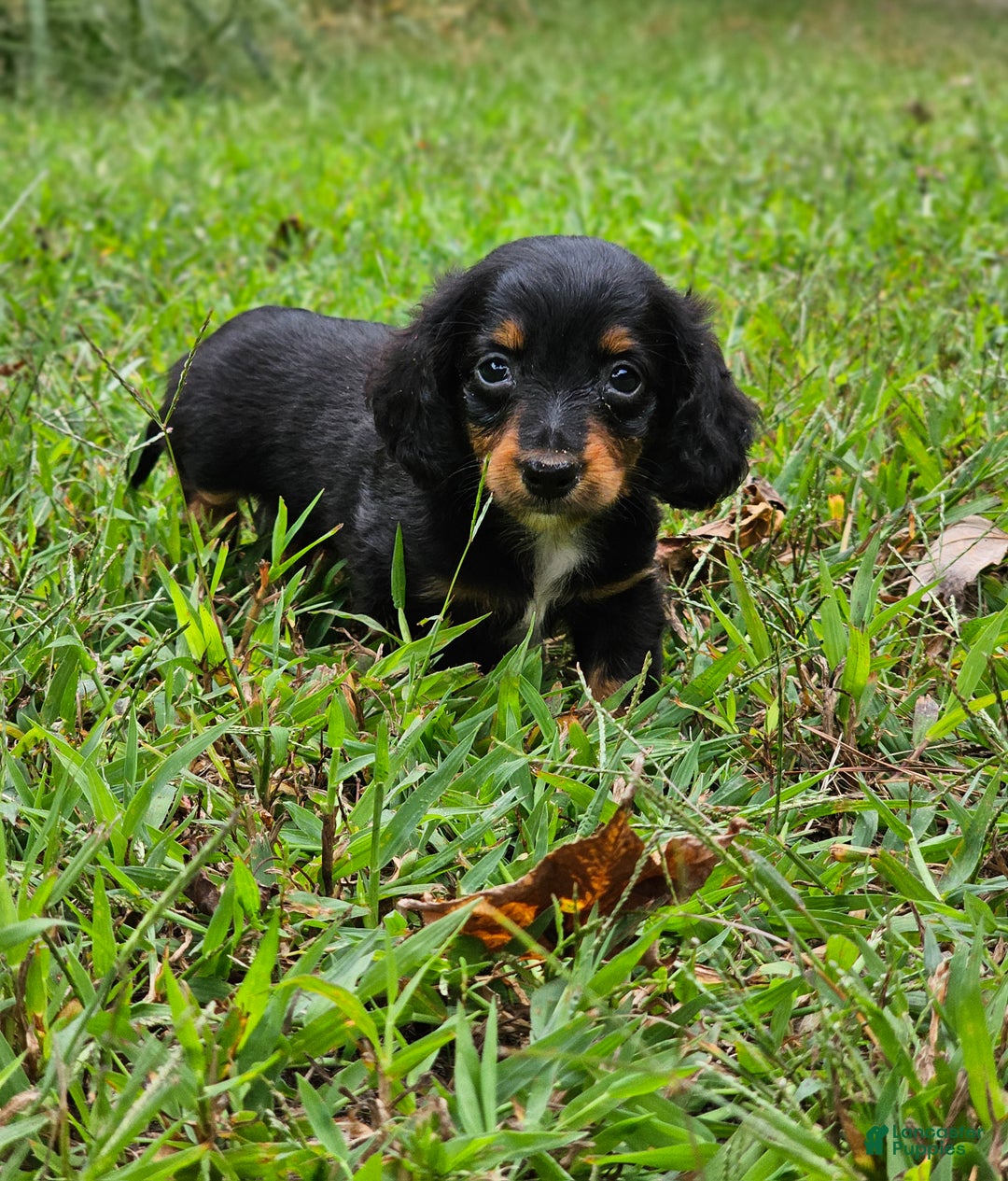 Miniature Dachshund dogs for sale: Rhonda  - Ad 7